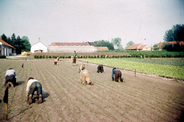 Unter Aufsicht der Salvatorianer: Feld- und Gartenarbeit der Für... Unter Aufsicht der Salvatorianer: Feld- und Gartenarbeit der Für...