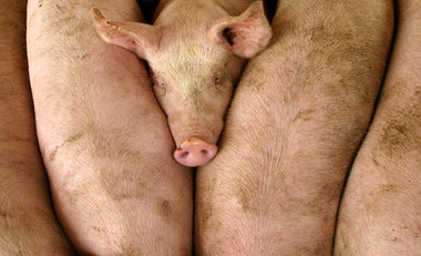 Grandiose Gelassenheit im Schweinesystem Grandiose Gelassenheit im Schweinesystem