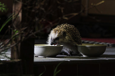 Tiere in der Stadt: &raquo;Wildes Berlin&laquo;