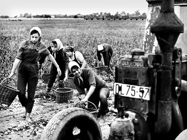 Studentinnen der ­Palucca-Schule 1962 bei der Kartoffelernte in ...