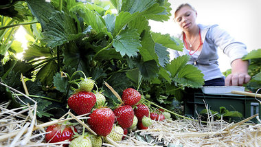 Schmackhaft, verlockend, leuchtend rot: Erdbeeren vor der Ernte ... Schmackhaft, verlockend, leuchtend rot: Erdbeeren vor der Ernte ...