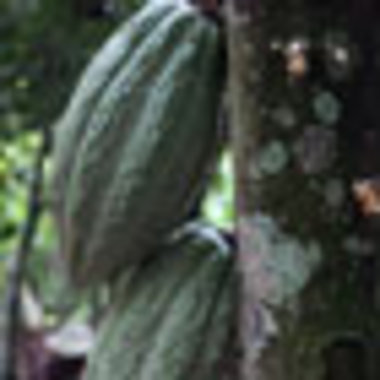 Kakaobauern in Akim Akooko im Osten Ghanas bei der Ernte der Frü...