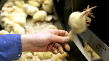 Der juristische Status der »Chick-Sexer« ist ungekl&... Der juristische Status der »Chick-Sexer« ist ungekl&...
