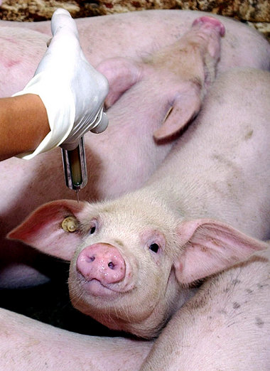 Viele Schweine sind eher lebende Apotheken denn gesunde Lebensmi... Viele Schweine sind eher lebende Apotheken denn gesunde Lebensmi...