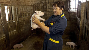 Afrikanische Schweinepest: Auch diesem Ferkel droht ein frü... Afrikanische Schweinepest: Auch diesem Ferkel droht ein frü...