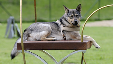 Kassel, Juni 2012: Husky-Hündin Naila in »nachhumanis... Kassel, Juni 2012: Husky-Hündin Naila in »nachhumanis...