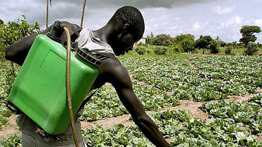 Pestizideinsatz auf Plantage in Senegal
