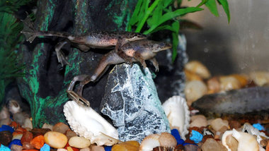 Auch im Aquarium wird der erste Advent gefeiert