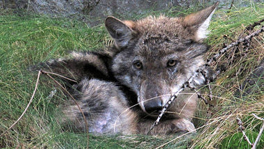 Nicht nur in Brandenburgs Wäldern ist der Wolf zu Hause: &r... Nicht nur in Brandenburgs Wäldern ist der Wolf zu Hause: &r...