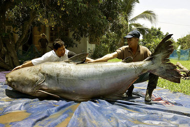 Bis zu drei Meter lang und 300 kg schwer: Der Mekong-Riesenwels ...