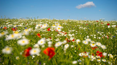 Der Sommer hat klar die Nase vorn: Blumenwiese in der Uckermark