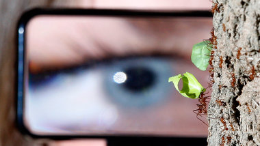 Noch ohne Algorithmen: Forscher zählt südamerikanische... Noch ohne Algorithmen: Forscher zählt südamerikanische...