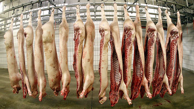 Schweinehälften in einem westdeutschen Schlachthof im Herbs... Schweinehälften in einem westdeutschen Schlachthof im Herbs...