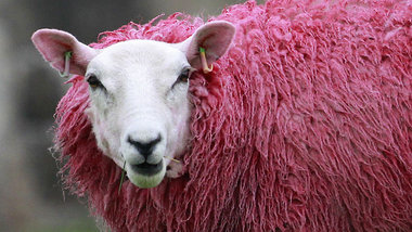 Dieses Schaf ist rosa Dieses Schaf ist rosa