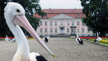 Peli, Kani, Lipe, Inak und andere vor dem Schlo&szlig; Friedrich...