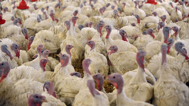 Putenmastanlage: Massive Verabreichung von Antibiotika an der Ta...