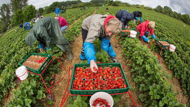 Harte Arbeit für wenig Geld: Erntehelfer beim Erdbeerpflücken au... Harte Arbeit für wenig Geld: Erntehelfer beim Erdbeerpflücken au...