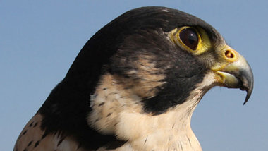 &raquo;Wildes Hamburg&laquo;: Falco peregrinus