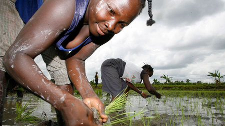 Reisanbau in der Elfenbeinküste: Obwohl das Land seine Importabh...