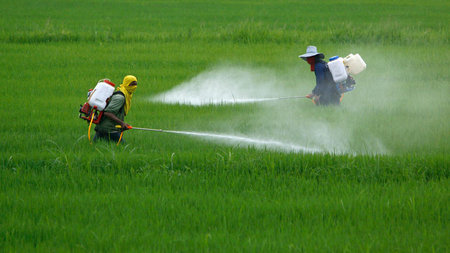 In Asien kommen zahlreiche Pflanzenschutzmittel zum Einsatz, die...