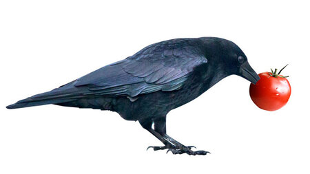 Der Vogel – oder sagt man mittlerweile »die Vog... Der Vogel – oder sagt man mittlerweile »die Vog...