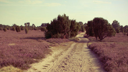 Bitte verlassen Sie den Heidekreis jetzt (wenn Sie &uuml;berlebe...