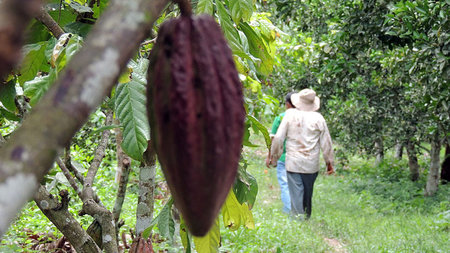 Eine Kakaofrucht auf der Plantage. Im tropischen Regenwald sind ...