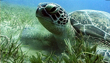 Kubas Küstengewässer: Lebensraum für Schildkröten, Haie, Delphin...