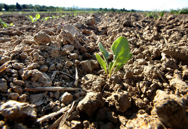 Auf manchen Äckern in der BRD kann man die aufgegangenen Pflänzc...