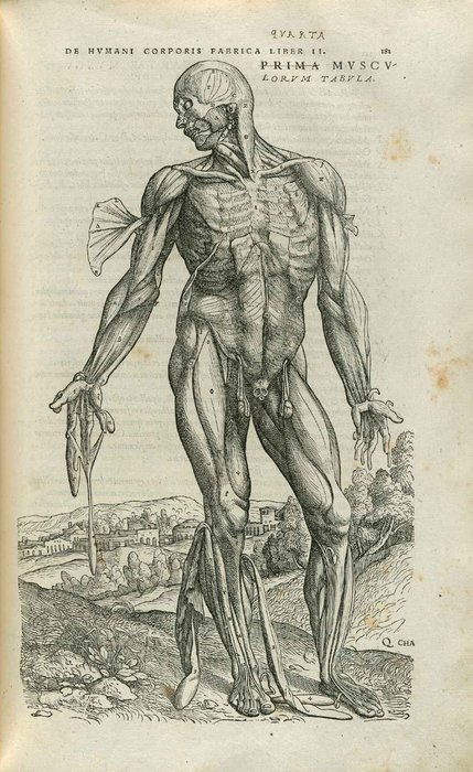 Holzschnitt von Jan S. van Calcar aus Vesalius' Hauptwerk "De hu... Holzschnitt von Jan S. van Calcar aus Vesalius' Hauptwerk "De hu...