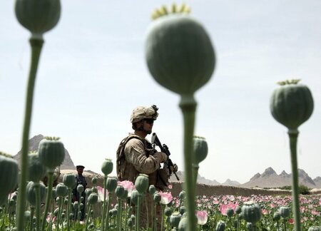 ISAF macht's möglich: Blühende Landschaften am Hindukusch (Mohnf...