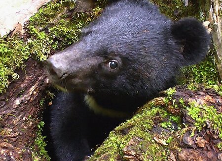 »Mit Bärenwaisen duchs Tigerland« - tja, wen's interessiert