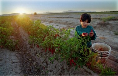 Elfjähriger Gewürzpflücker in Berino/USA