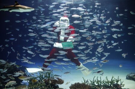 Was bringt die Menschen Weihnachten so in Rage?