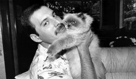»The Great Pretender« – Freddie Mercury »The Great Pretender« – Freddie Mercury