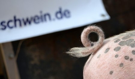 Kein Schwein gehabt: Auch große Mästereien können seit geraumer ...