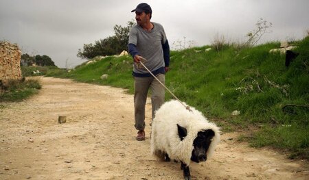 Jafaar führt sein Schwein als Schaf getarnt an die israelisch-pa...