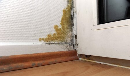 »Desolate Wohnverhältnisse«: Schimmelbefall in einem Raum