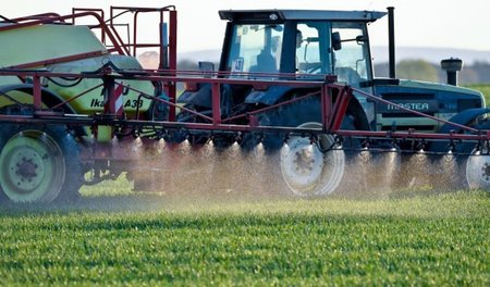 Nicht gesund: Junges Getreide wird auf einem Feld in Brandenburg...