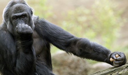 Mal nachdenken, wer hier die Wilde ist? Gorillaweibchen Muna am ...