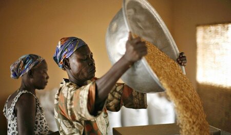 Reisverarbeitung in Ghana. In dem westafrikanischen Land soll ei... Reisverarbeitung in Ghana. In dem westafrikanischen Land soll ei...