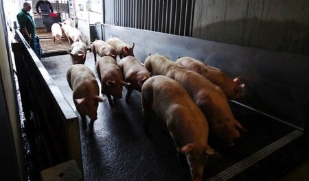 25.000 Schweine werden täglich in Rheda-Wiedenbrück geschlachtet...