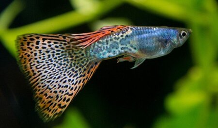 Triangel-Guppy auf einer Internationalen Guppy-Schau in Dresden