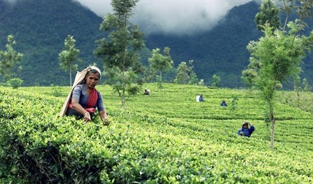 Die Ernte des Tees ist auf Sri Lanka noch immer weitgehend Handa...