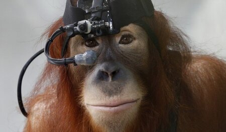 Der Affe von heute weiß mit moderner Technik umzugehen. Orang-Ut... Der Affe von heute weiß mit moderner Technik umzugehen. Orang-Ut...