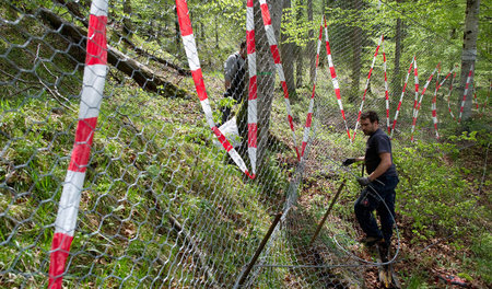 Rot-weiße Absperrbänder für den Auerhahn im Wald bei Elmau