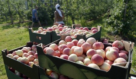 Apfelernte in Polen. Vor allem die große Zahl bäuerlicher Famili...