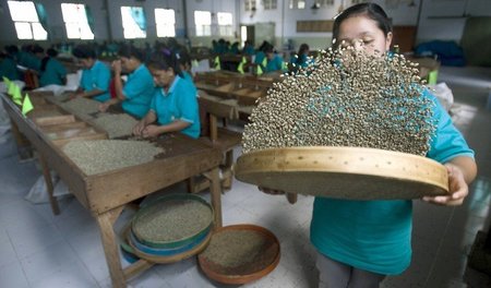 Viel Handarbeit: Kaffeebohnen werden in der Staatsfarm in Bondow... Viel Handarbeit: Kaffeebohnen werden in der Staatsfarm in Bondow...