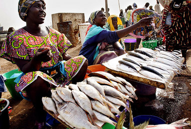 Bald nur noch Fisch aus der EU im Angebot? Marktfrauen in Guinea... Bald nur noch Fisch aus der EU im Angebot? Marktfrauen in Guinea...