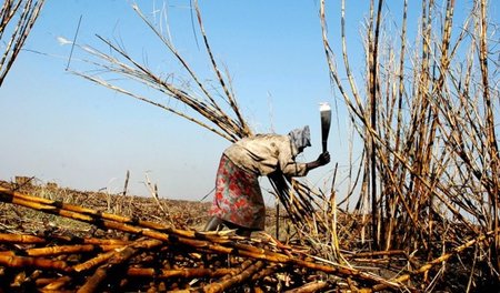 Bei Projekten wie »ProSavana« steht nicht Ernährungssicherung an...